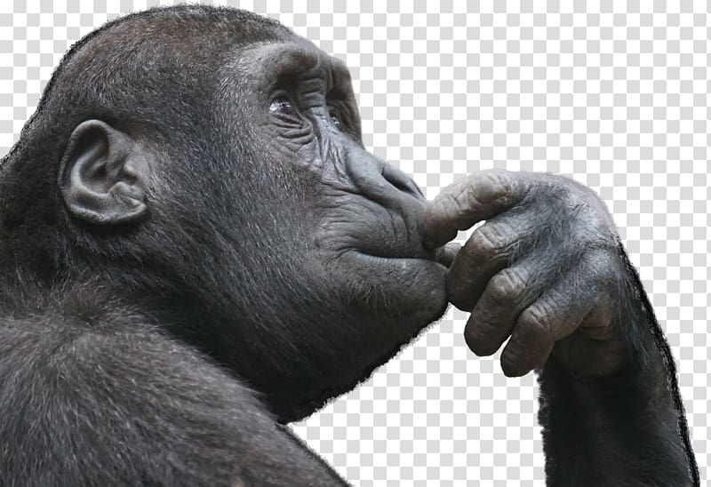 Ape Primate Thought Monkey Critical thinking, gorilla transparent background PNG clipart