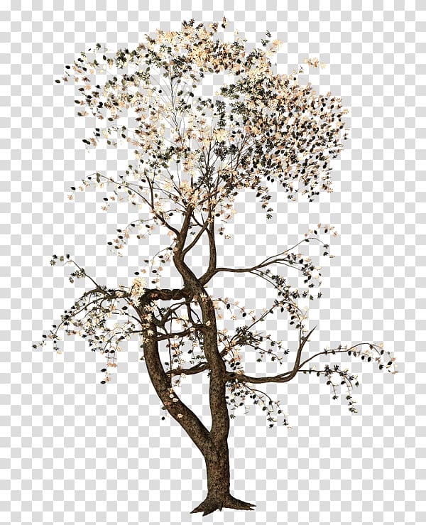 Twig Tree Deciduous Acer ginnala, Old Trees transparent background PNG clipart