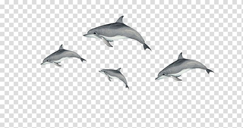 Short-beaked common dolphin Tucuxi Common bottlenose dolphin Porpoise, Floating dolphin transparent background PNG clipart