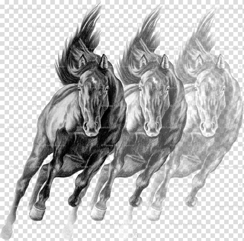 Sketch Drawing Mustang Art Charcoals, grand canyon railway transparent background PNG clipart