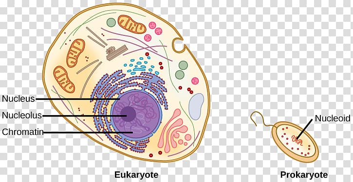 Chromatin Eukaryote Cell Nucleic acid sequence Prokaryote, others transparent background PNG clipart