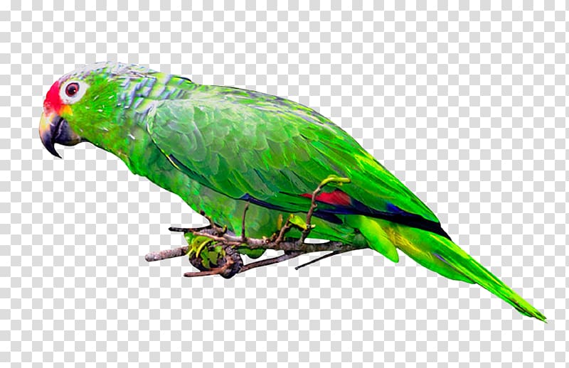 Budgerigar Lovebird Macaw Loriini, Bird transparent background PNG clipart