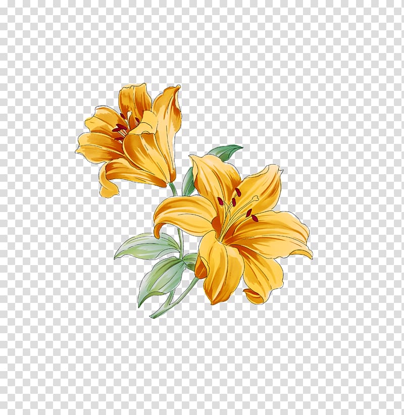 yellow lilies illustration, Lilium Yuri Flower, lily transparent background PNG clipart