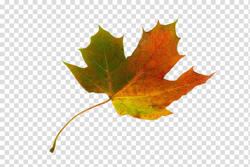 Red maple Acer circinatum Sycamore maple Autumn leaf color, Maple Leaf transparent background PNG clipart