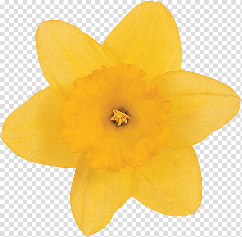 Narcissus, Beautiful Narcissus transparent background PNG clipart