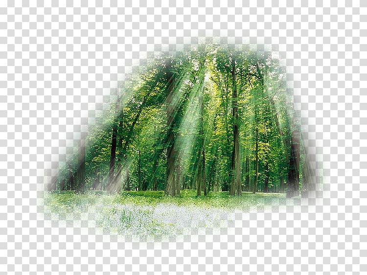 Forest Landscape painting Nature Tree, forest transparent background PNG clipart