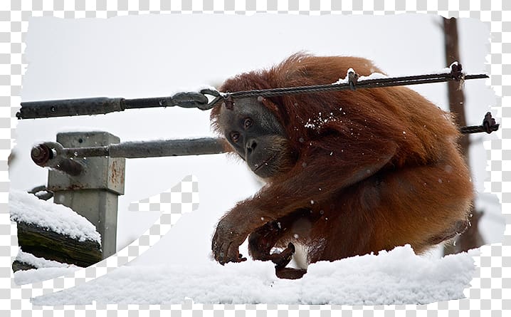 Durrell Wildlife Conservation Trust Sumatran orangutan Snow Animal, Sumatran Orangutan transparent background PNG clipart