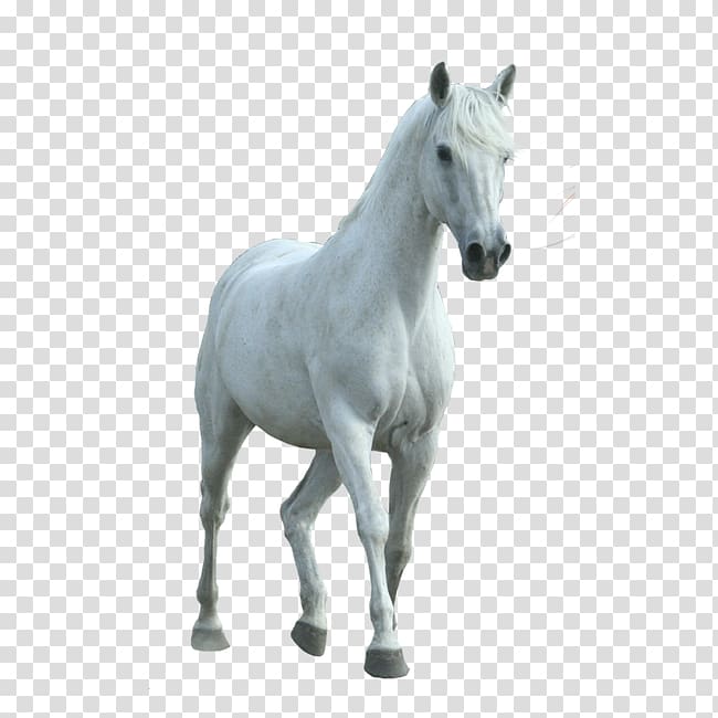 whitehorse transparent background PNG clipart