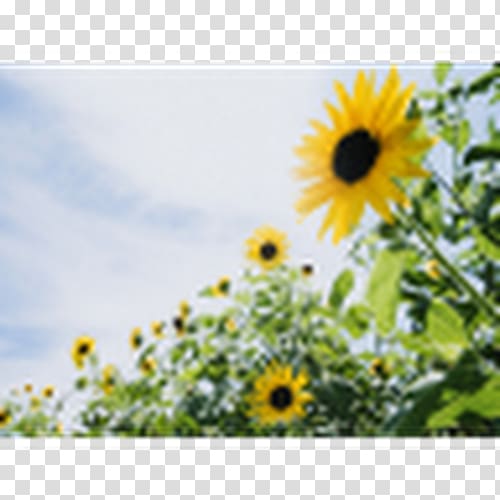 Desktop Common sunflower Light, GIRASOL transparent background PNG clipart