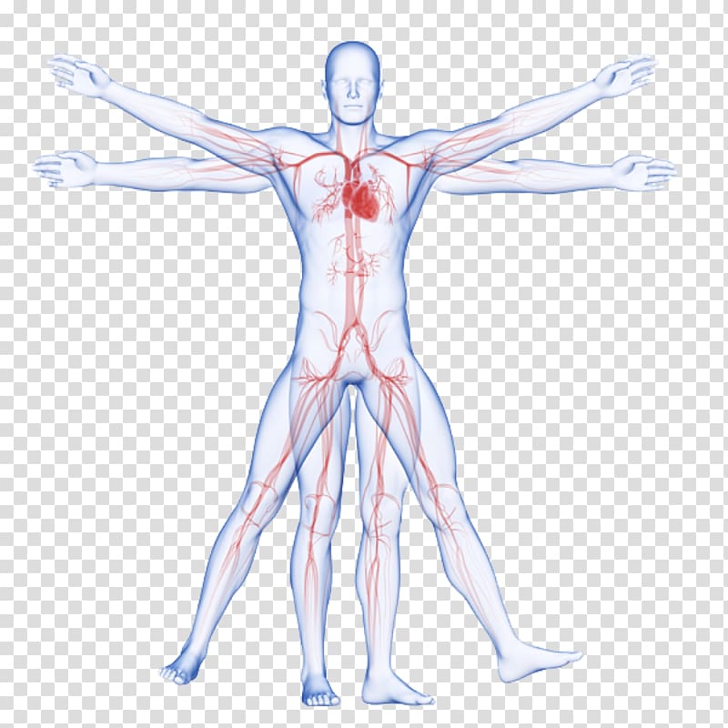 Circulatory system Vitruvian Man Artery Human body Arm, veins transparent background PNG clipart