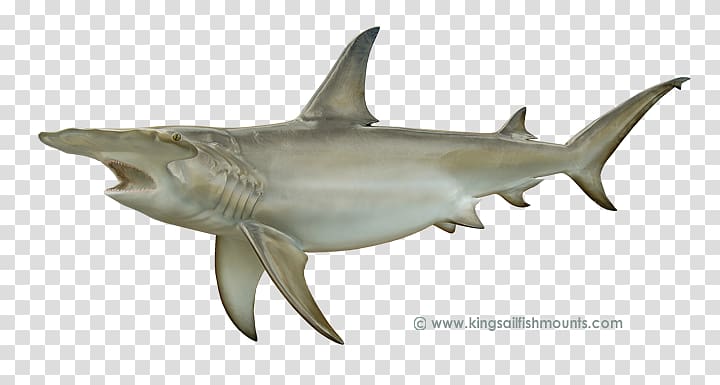 Great white shark Great hammerhead Smooth hammerhead Scalloped hammerhead, hammerhead shark transparent background PNG clipart