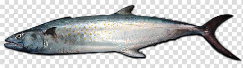 Speckle Park Oily fish Angus cattle Animal, mackerel transparent background PNG clipart