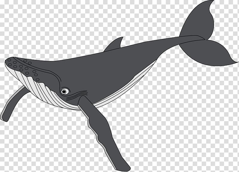 Sperm whale Humpback whale , Number 8 Whales transparent background PNG clipart