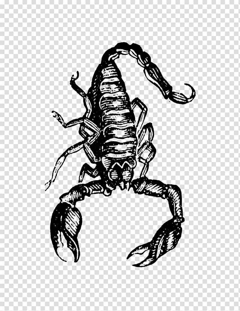 Scorpion Drawing Character /m/02csf, Scorpion transparent background PNG clipart