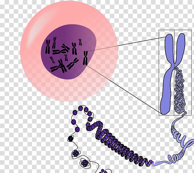 Chromosome DNA Genetics , others transparent background PNG clipart