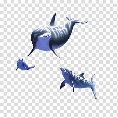 Common bottlenose dolphin Tucuxi Animal Marine mammal, environmental album design transparent background PNG clipart