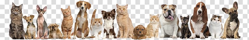 Pet sitting Dog Cat Puppy, dog and cat transparent background PNG clipart