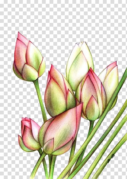Tulip Plant stem Pink Green, Pink tulips transparent background PNG clipart