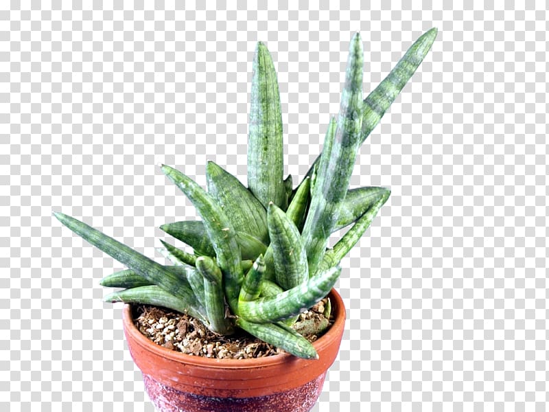 Sansevieria cylindrica Houseplant Flowerpot Aloe vera Embryophyta, others transparent background PNG clipart
