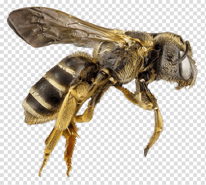 Western honey bee Insect Hornet Portable Network Graphics, bee transparent background PNG clipart