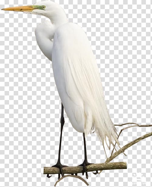 Great egret Crane White stork Bird Ibis, others transparent background PNG clipart