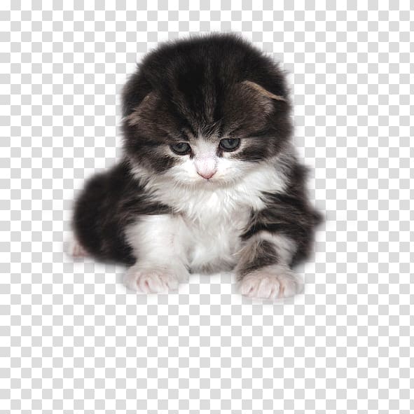 Cat Kitten Puppy, black,kitten transparent background PNG clipart