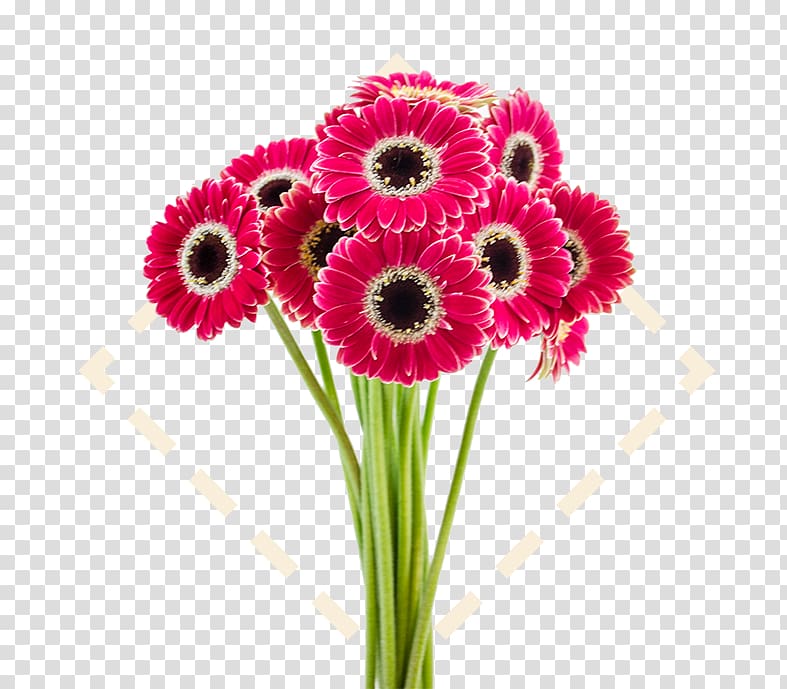 Bayview Flowers Ltd. Rose Transvaal daisy Cut flowers, daisy transparent background PNG clipart