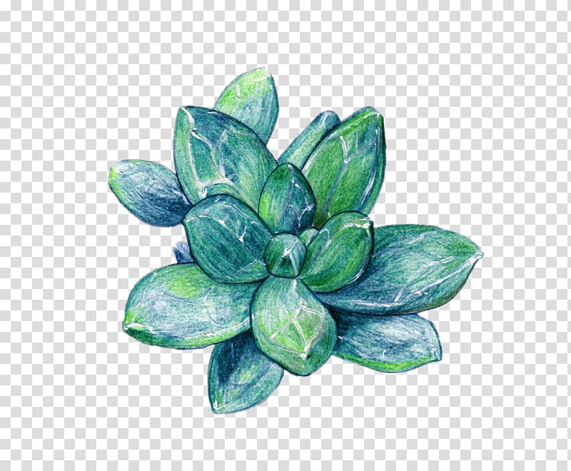 green plant, Succulent plant Raster graphics, Hand-painted Star fleshy beauty material transparent background PNG clipart