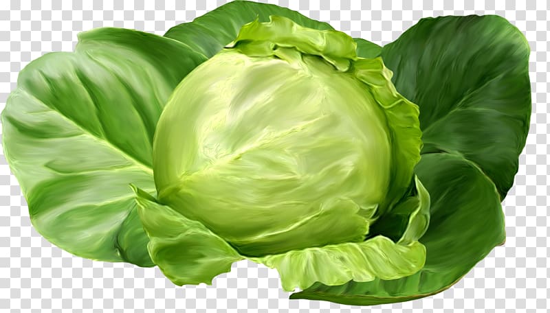 Brussels sprout Shchi Collard greens Cabbage Romaine lettuce, cabbage transparent background PNG clipart