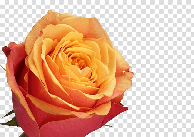 Garden roses Cabbage rose Petal Cut flowers, Fresh orange juice transparent background PNG clipart