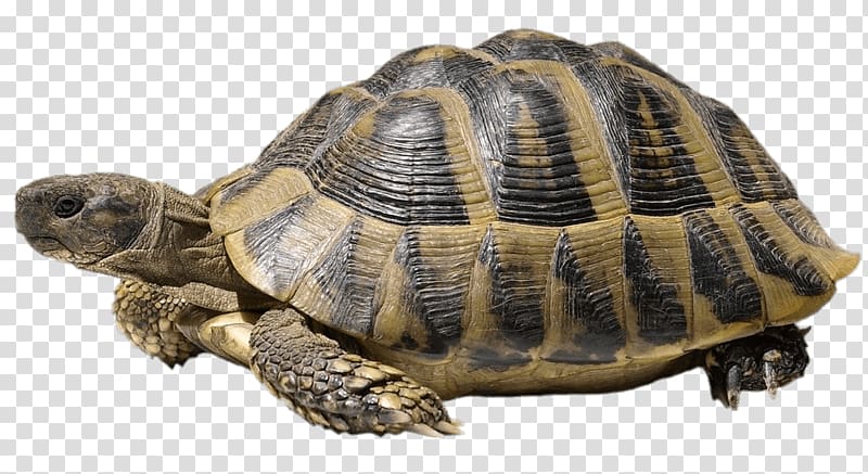 brown and black tortoise crawling art, Hermann's Tortoise transparent background PNG clipart