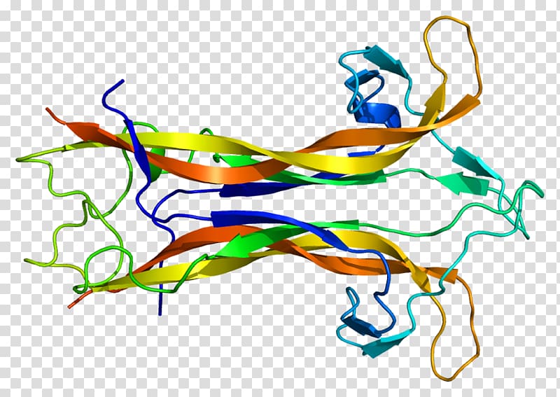 Brain-derived neurotrophic factor Neurotrophin Neurotrophic factors Protein, nerve structure transparent background PNG clipart