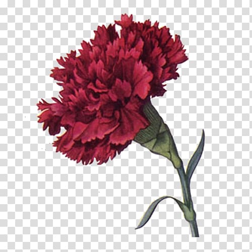 Carnation Birth flower Antique , flower transparent background PNG clipart