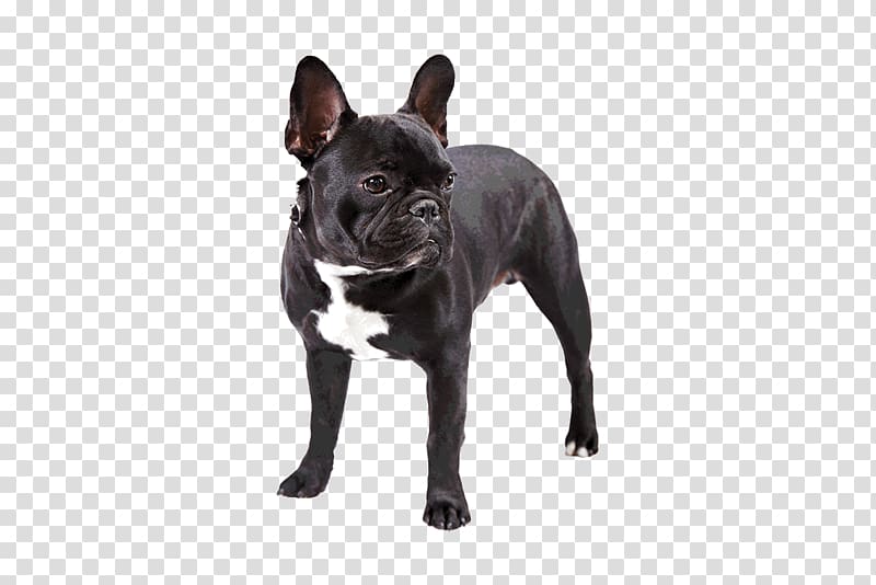 standing adult black and white French bulldog, French Bulldog Dachshund Pug Toy Bulldog, bulldog transparent background PNG clipart