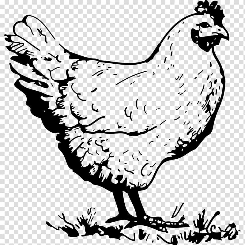 Chicken Hen Drawing , old hen transparent background PNG clipart