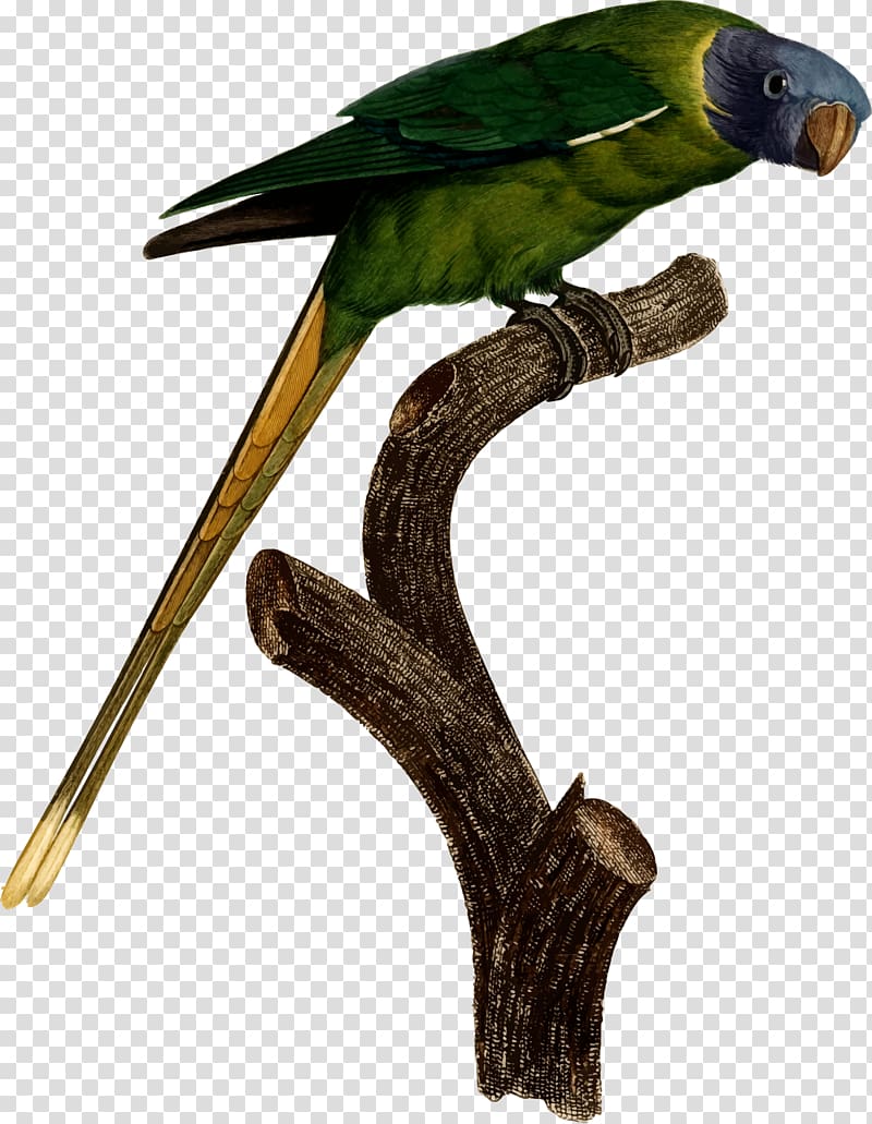Bird Budgerigar T-shirt True parrot Parakeet, kiwi bird transparent background PNG clipart