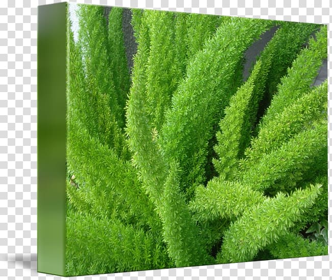 Tree Shrub Vegetation Plant, fern transparent background PNG clipart