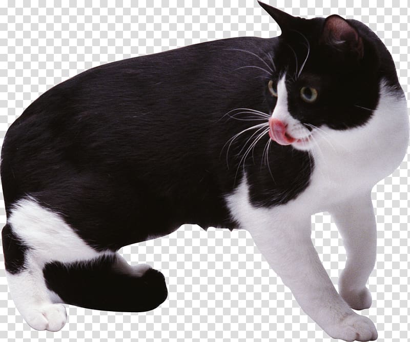 Manx cat European shorthair American Wirehair Japanese Bobtail Black cat, cats transparent background PNG clipart