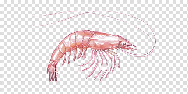 Whiteleg shrimp Krill Giant tiger prawn Litopenaeus setiferus, Free Shrimps transparent background PNG clipart