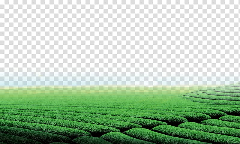 Green tea Tea garden , tea garden transparent background PNG clipart