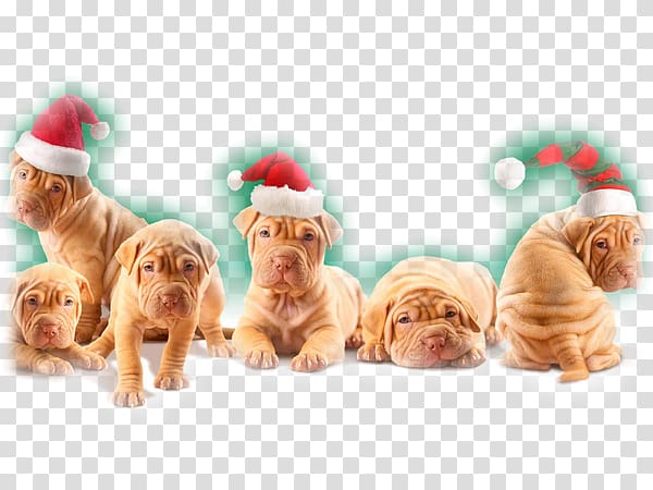 Shar Pei Puppy Christmas Desktop New Year, puppy transparent background PNG clipart
