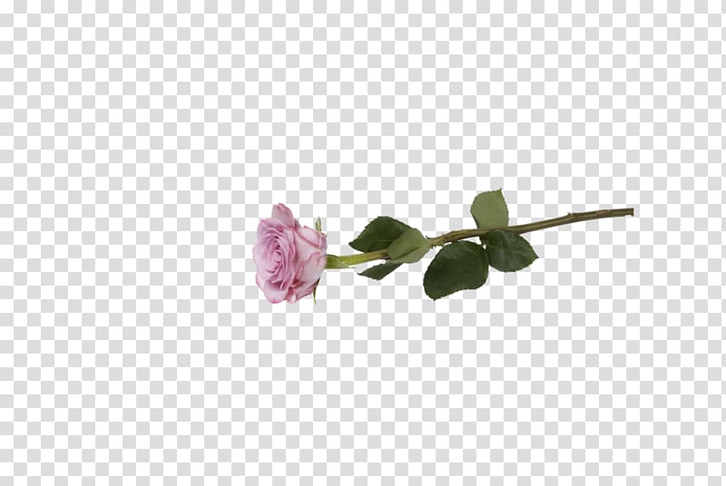 Petal Cut flowers Rose Flowering plant, rose lines transparent background PNG clipart