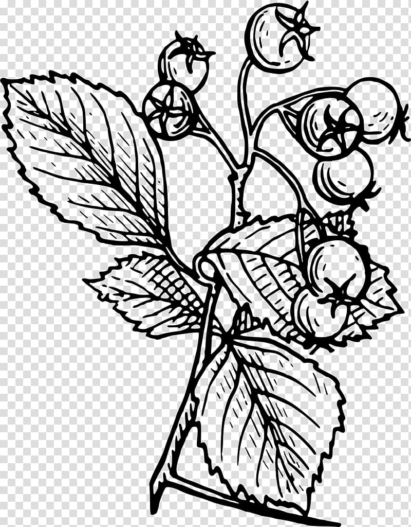 Crataegus monogyna Tattoo Drawing Tree, shrub transparent background PNG clipart