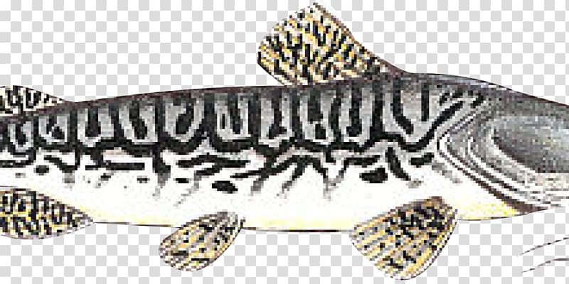 Tiger shovelnose catfish Pseudoplatystoma corruscans Fishing, Linhas irregulares transparent background PNG clipart