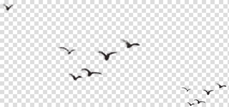 flock of birds, Bird Silhouette, Birds silhouette transparent background PNG clipart