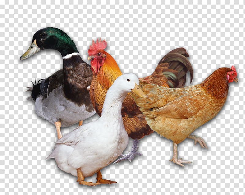 Mallard duck and hen chicken, Duck Chicken Poultry Rooster, chicken transparent background PNG clipart