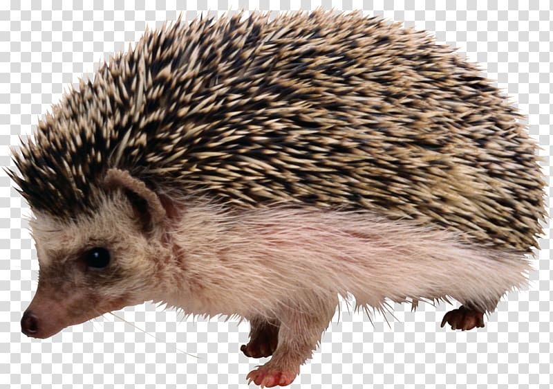 Hedgehog transparent background PNG clipart