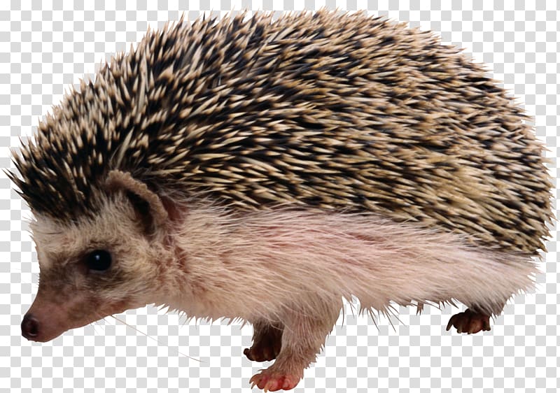 Rodent The Hedgehog and the Fox Shrew European Hedgehog Porcupine, hedgehog transparent background PNG clipart