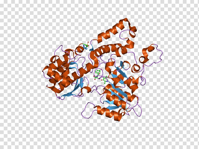 Kynureninase Protein Data Bank Kynurenine Hydrolase, others transparent background PNG clipart