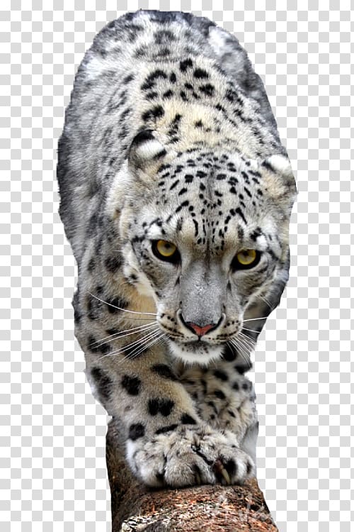 Snow leopard Lion Cheetah Tiger, Go to the snow leopard transparent background PNG clipart